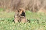 CHOW CHOW 300